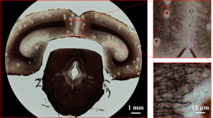 Toaru pantsu ある 同人 railgun 電磁 Fourier Ptychography | Smart Imaging Lab